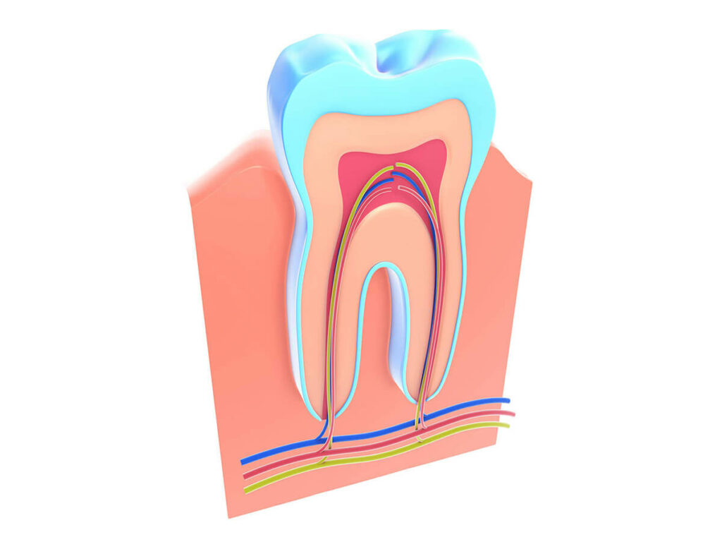 Digital rendering of the cross section of a tooth, showing the nerves.