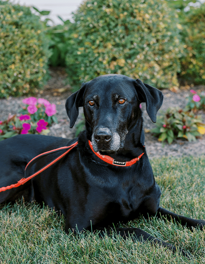 Headshot of Max, the office dog at Grandview Dental Care in Columbus, OH.